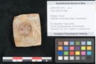 Foto (Objekt + Etikett) von Fagus pyrrhae Unger (NHMW-GEO-2024-0188-11475)